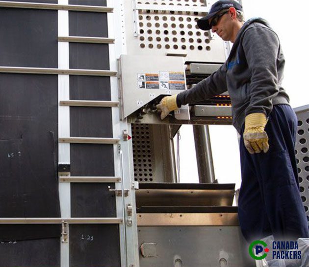 Operating the hydraulics in the trailers for transporting pigs.